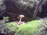 Mushroom 3