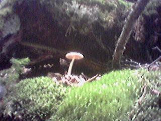 Mushroom 3